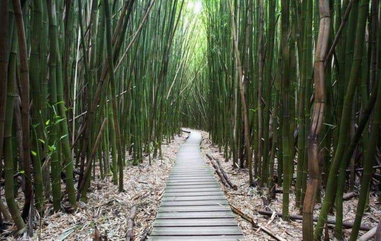 Kipahulu-Bambus-750x475