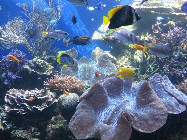 Waikiki-Aquarium-633x475