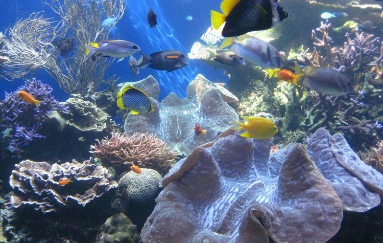 Waikiki-Aquarium-750x475