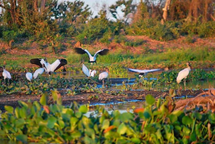 lua-de-mel-brasil-Pantanal_Birds_foto_Ana-Raquel-S.-Hernandes-709x475