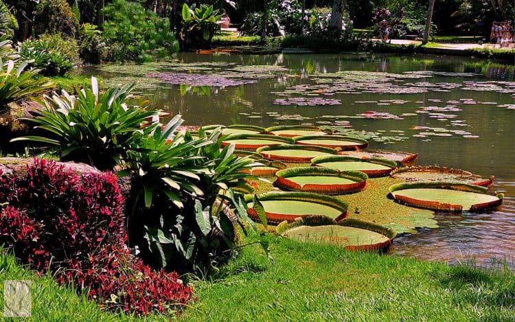 Jardim-Botanico-2-750x469