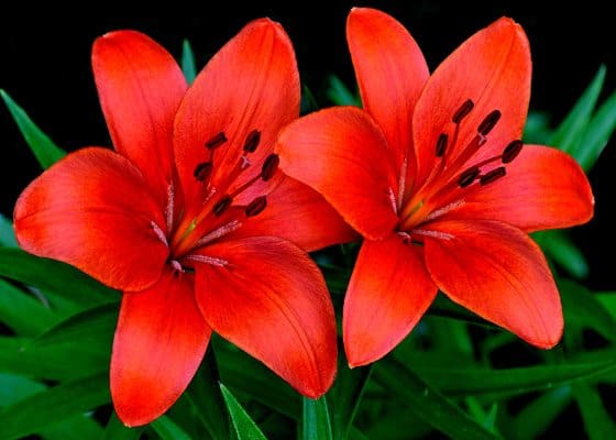 flores-verao-lirios-vermelhos