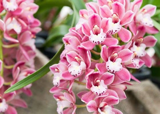 flores-verao-orquideas-2
