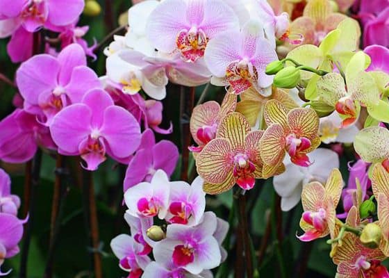 flores-verao-orquideas