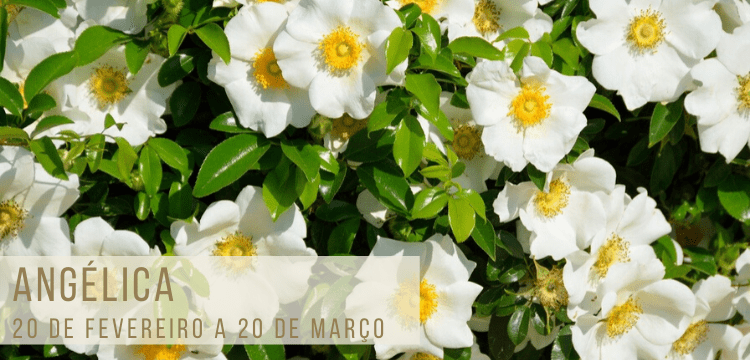 flores-signo-floral-750x360