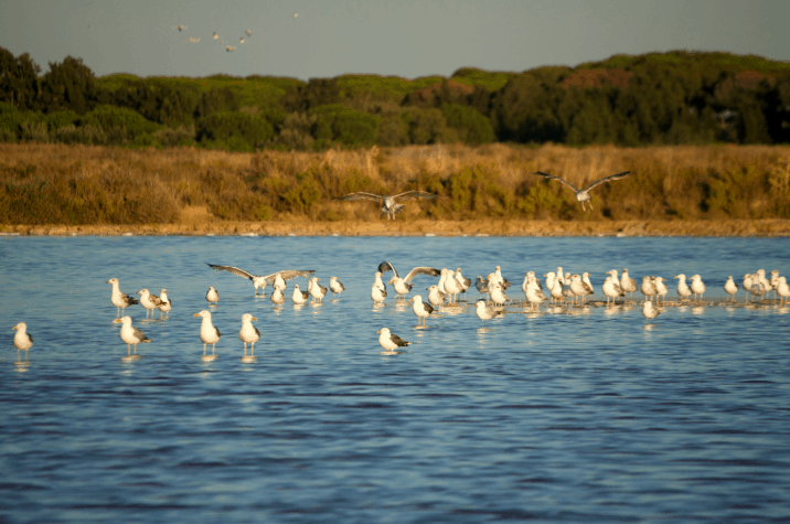 Parque-Natural-Ria-Formosa-I-716x475