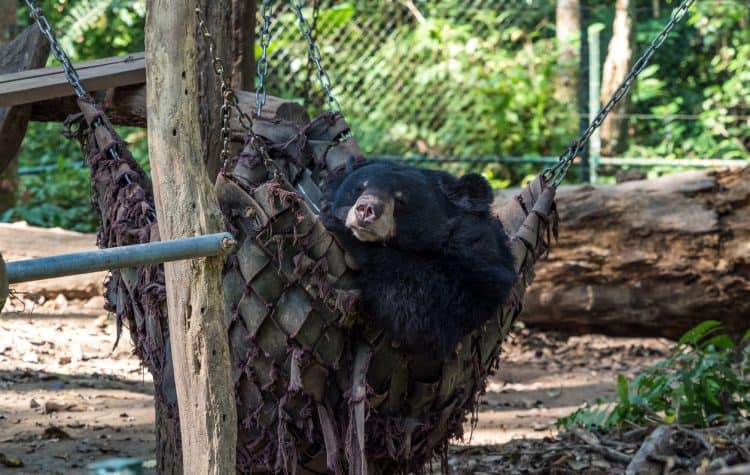 O-Parque-Tat-Kuang-Si-Parque-é-dono-de-atrações-interessantissímas-como-o-Bear-Rescue-Centre-organização-dedicada-à-proteção-dos-ursos.-750x475