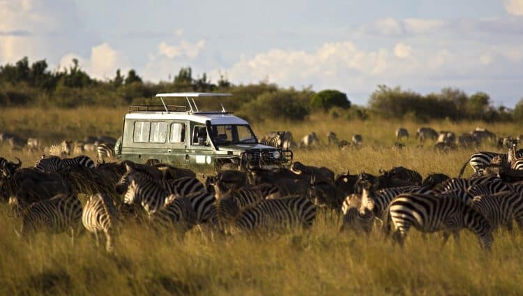 Na-Reserva-Nacional-Masai-Mara-os-safáris-normalmente-acontecem-a-bordo-de-jipes-bem-equipados-e-são-acompanhados-de-guias-especializados.-750x424