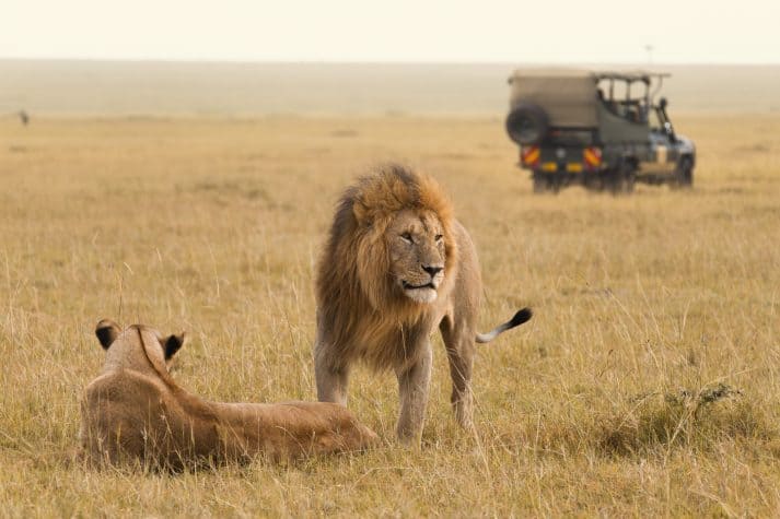 No-Masai-Mara-o-ideal-é-explorar-as-savanas-logo-de-manhã-já-que-esse-é-considerado-um-dos-melhores-momentos-para-a-observação-de-grandes-felinos.-713x475