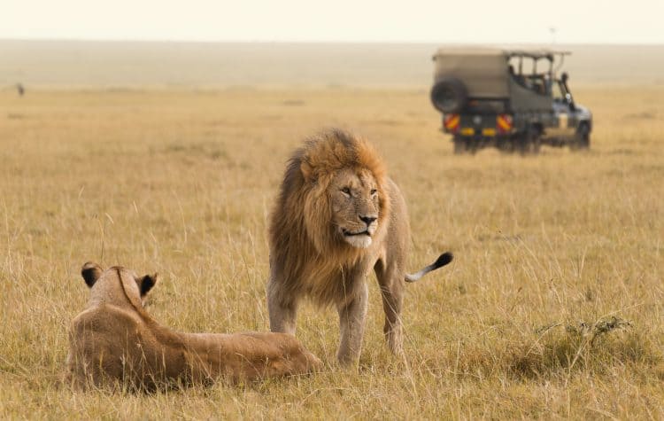 No-Masai-Mara-o-ideal-é-explorar-as-savanas-logo-de-manhã-já-que-esse-é-considerado-um-dos-melhores-momentos-para-a-observação-de-grandes-felinos.-750x475