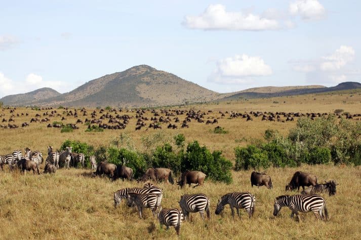 O-Masai-Mara-é-palco-da-Grande-Migração-fenômeno-que-reúne-dezenas-de-espécies-percorrendo-o-parque-em-busca-de-água-e-alimento.-713x475