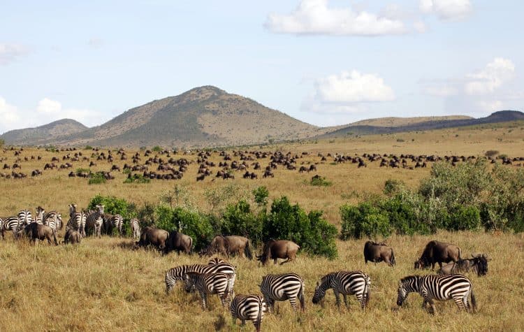 O-Masai-Mara-é-palco-da-Grande-Migração-fenômeno-que-reúne-dezenas-de-espécies-percorrendo-o-parque-em-busca-de-água-e-alimento.-750x475