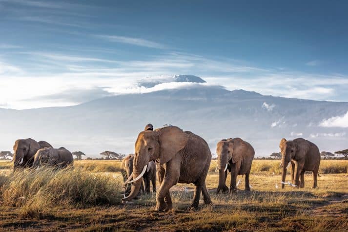 O-Parque-Nacional-Amboseli-é-conhecido-como-uma-das-regiões-da-África-com-a-maior-concentração-de-elefantes-que-circula-livremente-pelos-seus-arredores.-713x475