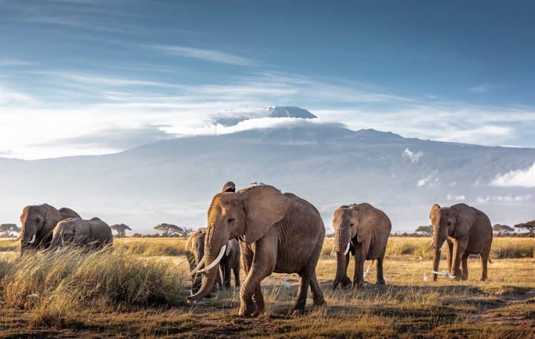 O-Parque-Nacional-Amboseli-é-conhecido-como-uma-das-regiões-da-África-com-a-maior-concentração-de-elefantes-que-circula-livremente-pelos-seus-arredores.-750x475