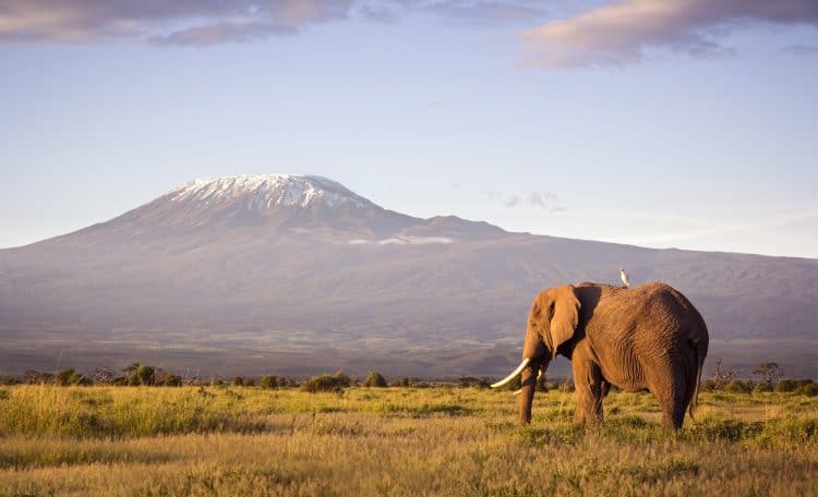 O-Parque-Nacional-de-Amboseli-divide-a-atenção-entre-as-manadas-de-elefantes-e-as-vistas-belíssimas-do-Monte-Kilimanjaro.-750x456