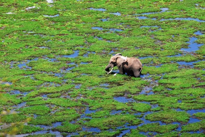 O-cenário-do-Amboseli-impressiona-há-um-contraste-entre-as-zonas-áridas-e-os-pântanos-propícios-para-grandes-espécies-de-mamíferos.-710x475