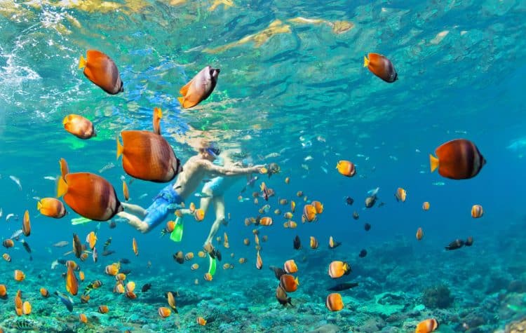 A-fauna-marinha-de-Anguilla-é-supercolorida-e-atividades-como-mergulho-e-snorkelling-permitem-maior-contato-com-a-natureza-intocada-do-oceano.-750x475