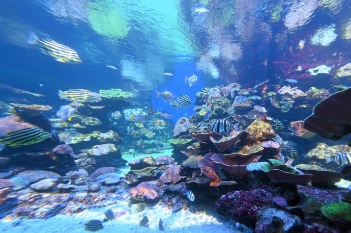 Ningaloo-Reef-Lua-de-mel-na-Austraia-onde-ir-e-ficar-2-714x475