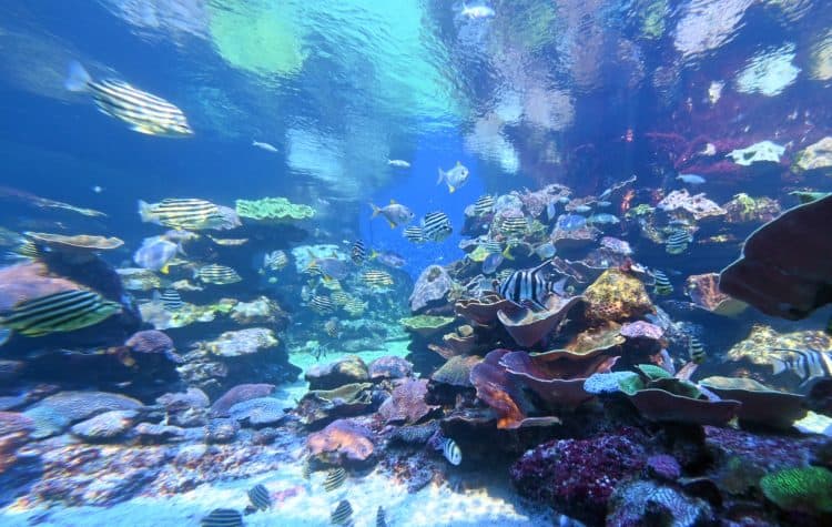 Ningaloo-Reef-Lua-de-mel-na-Austraia-onde-ir-e-ficar-2-750x475